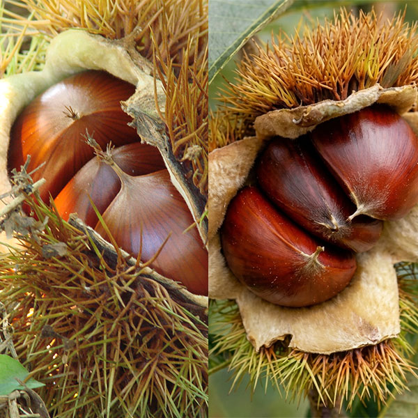 果樹の受粉樹セット：クリ（栗）ぽろたんとぽろすけ