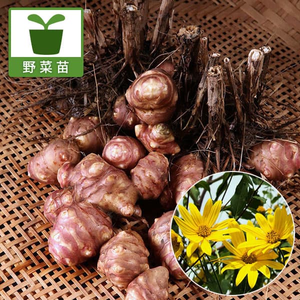 ムラサキキクイモ（紫菊芋）の苗3.5号ポット