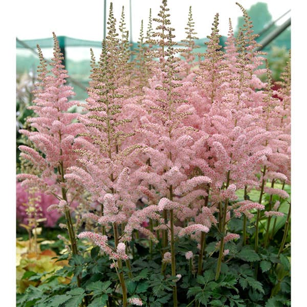 アスチルベ：グリッター＆グラマー3.5号ポット