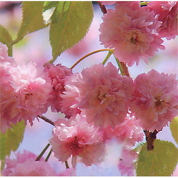 桜：兼六園（ケンロクエン）菊桜接木苗4～5号ポット