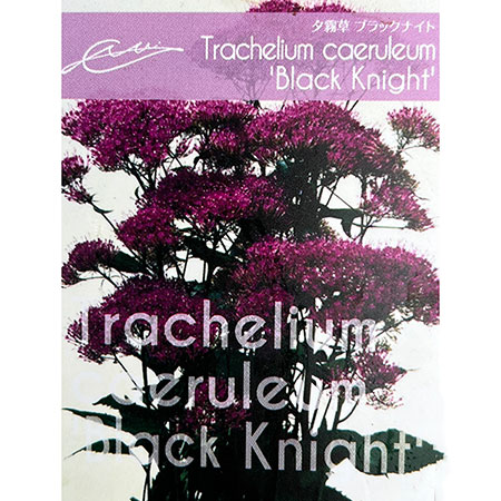 ユウギリソウ（夕霧草）：ブラックナイト3-3.5号ポット