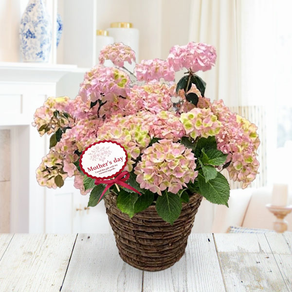 [送料無料][2026年 母の日ギフト][予約]ラグランジア（アジサイ）：クリスタルヴェー2【2】ピンク5号ポット植え・カゴ入り