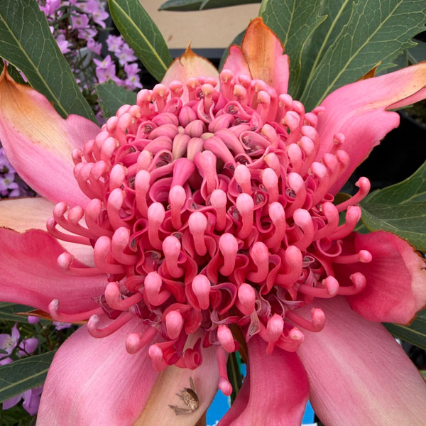 テロペア（テロピア）：シャディレディーピンク　7号鉢植え