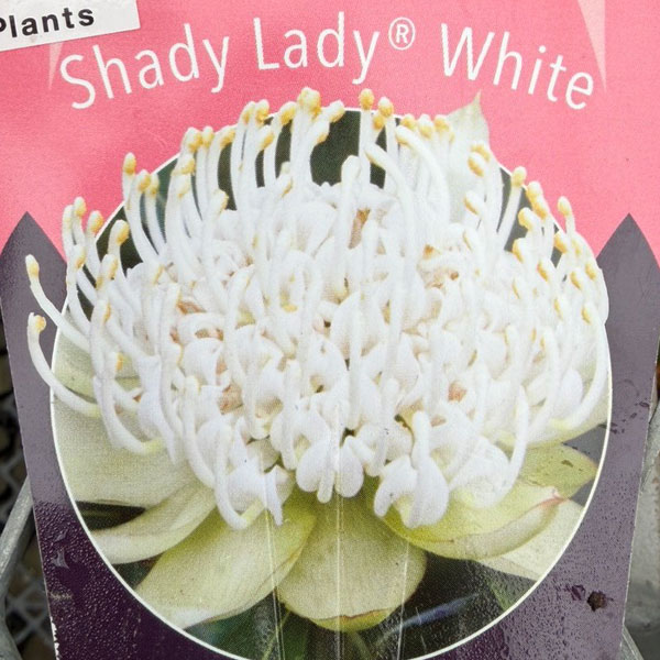 テロペア（テロピア）：シャディレディーホワイト　7号鉢植え