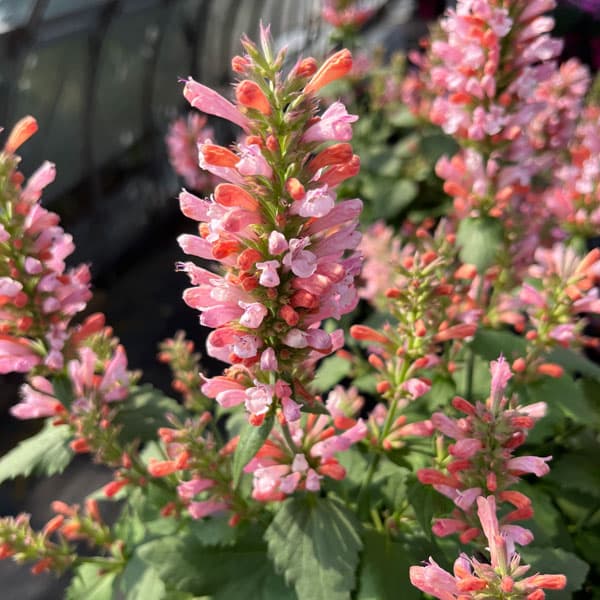 アガスターシェ：ピンクパール3号ポット*