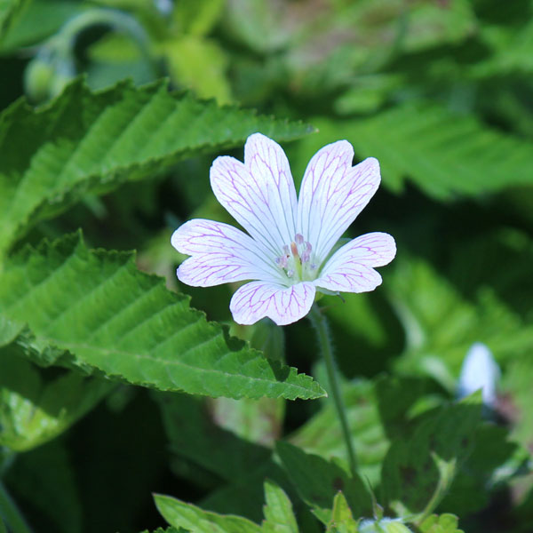 ゲンノショウコ（現の証拠）3.5号ポット
