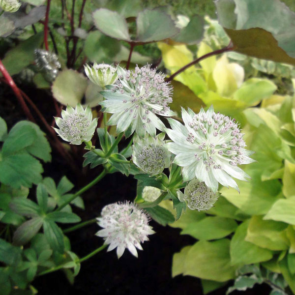 アストランティア：マヨール3.5号ポット