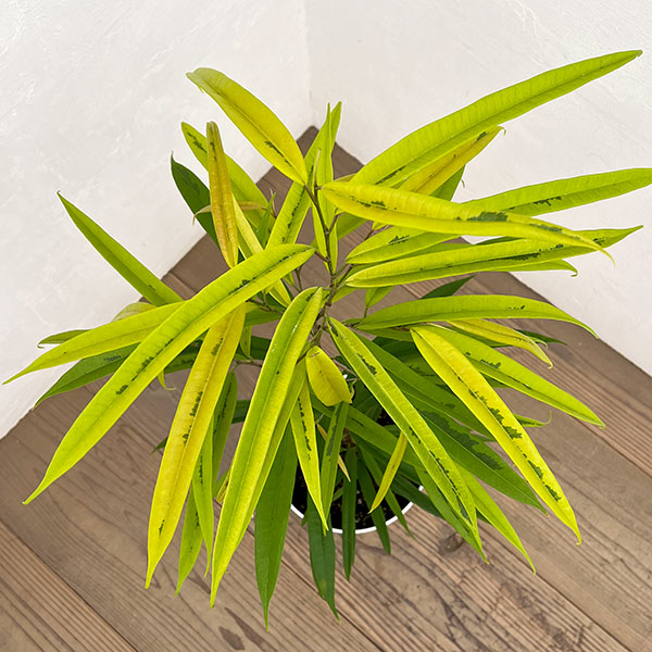 フィカス：ビンネンディキー　アムステルゴールド　6号鉢植え