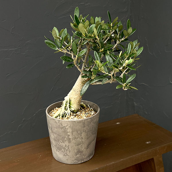 オリーブ：マンザニロ　創樹さんの盆栽仕立て　4号鉢植え26-01
