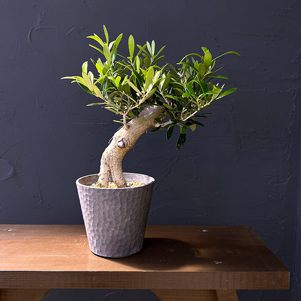 オリーブ：ネバティロブランコ　創樹さんの盆栽仕立て　4号鉢植え26-02