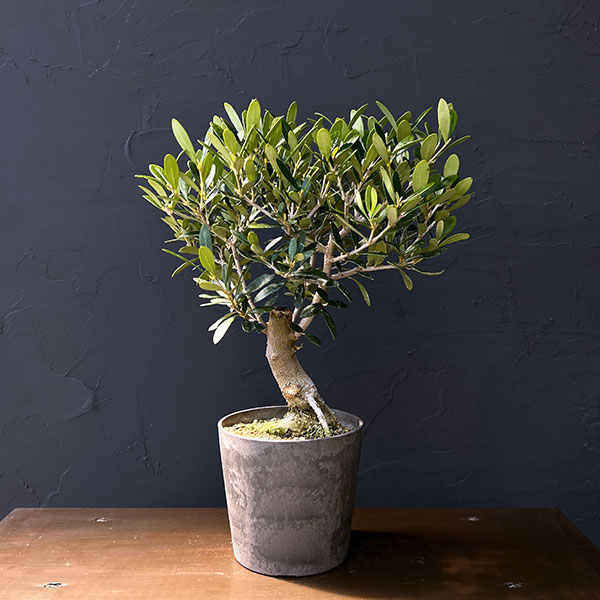 オリーブ：ネバティロブランコ　創樹さんの盆栽仕立て　4号鉢植え26-03