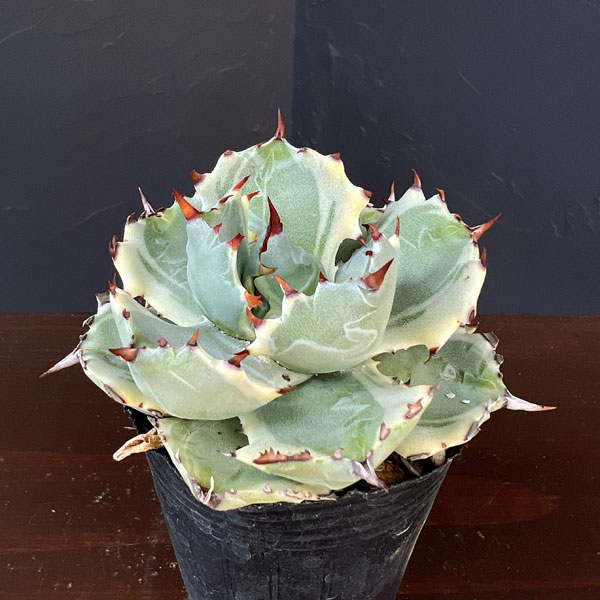 アガベ：兜蟹錦（カブトガニニシキ）2号ロングポット