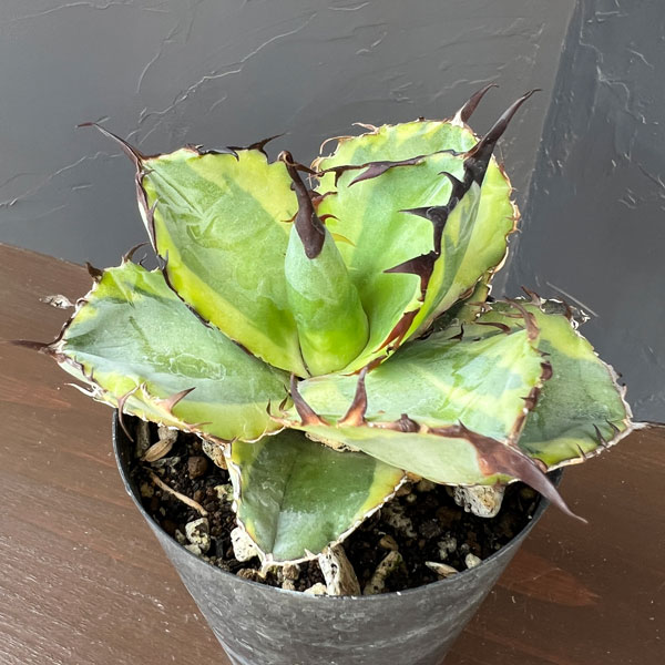 アガベ：チタノタ　ブラックアンドブルー錦　3号ロングポット26-01