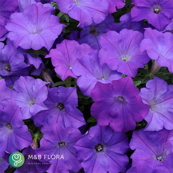 ペチュニア：ウェーブ デニム3.5号ポット 3株セット