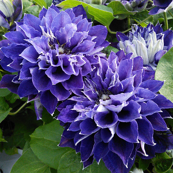 クレマチス：新紫玉（シンシギョク）5号鉢植え