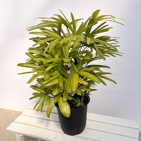 カンノンチク：綾錦(あやにしき)8号鉢植え