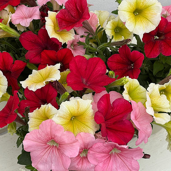 ペチュニア：3色植え（イエロー＆レッド＆ピンク）4号ポット