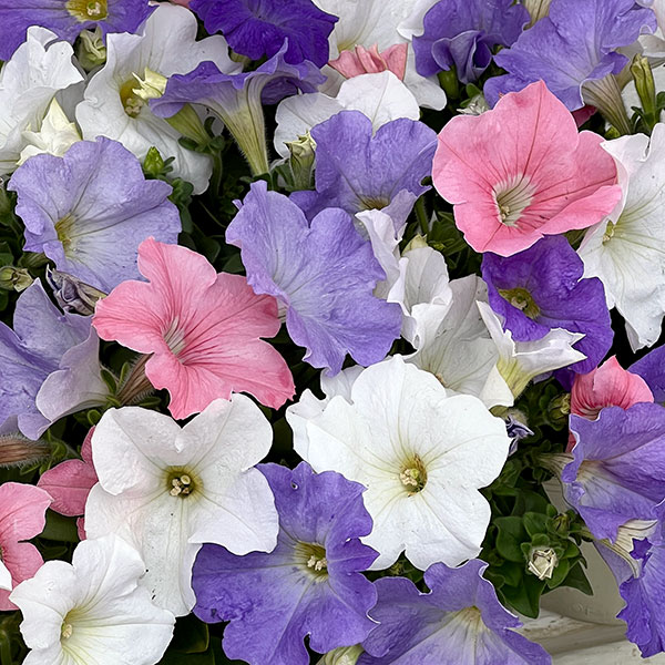 ペチュニア：3色植え（ホワイト＆ライトブルー＆ピンク）4号ポット