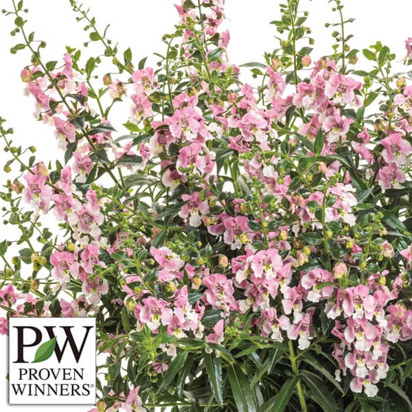 [26年5月中下旬予約]アンゲロニア：エンジェルフェイス ウェッジウッドピンク5号ポット