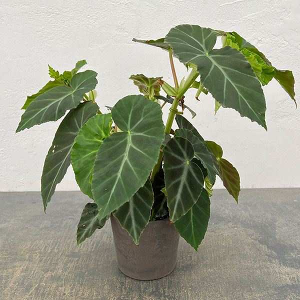 ベゴニア：グリーフェザー　4号鉢植え
