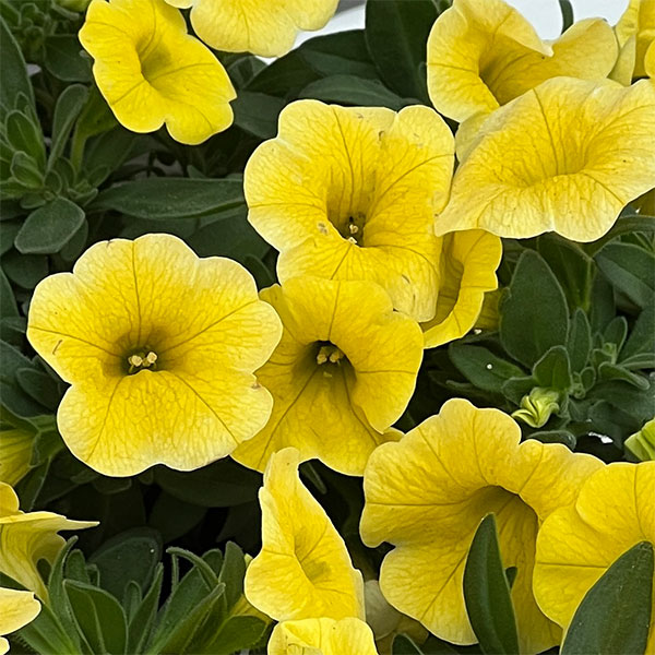 カリブラコア：サンバ　イエロー3.5ポット 3株セット