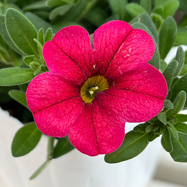 カリブラコア：サンバ　レッド3.5ポット 6株セット