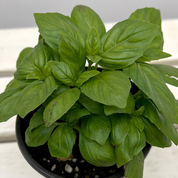 イタリアンハーブ：スイートバジル　パラディ3.5号ポット