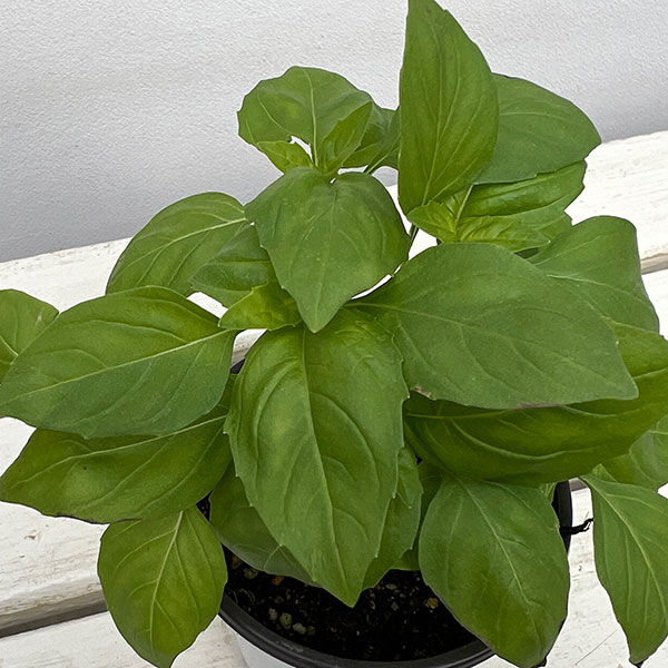 イタリアンハーブ：バジル　ベルガモ3.5号ポット