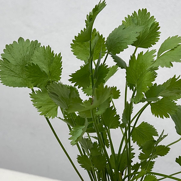 イタリアンハーブ：アニス3.5号ポット