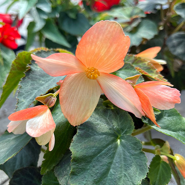 ベゴニア：ポッピングスター　サーモンバイカラー3.5号ポット 6株セット