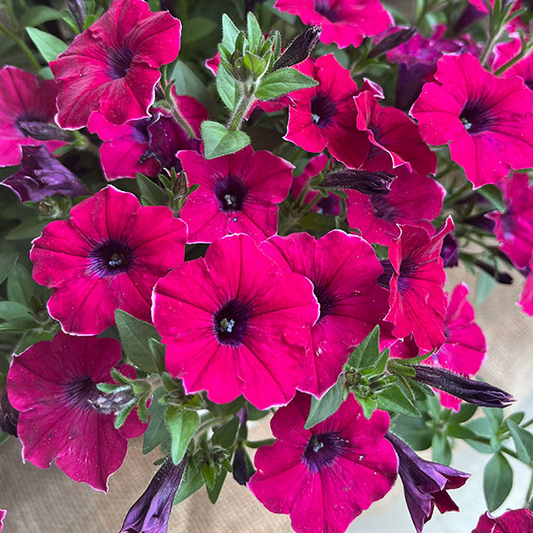 ペチュニア：彩夏（あやか）3.5号ポット 3株セット