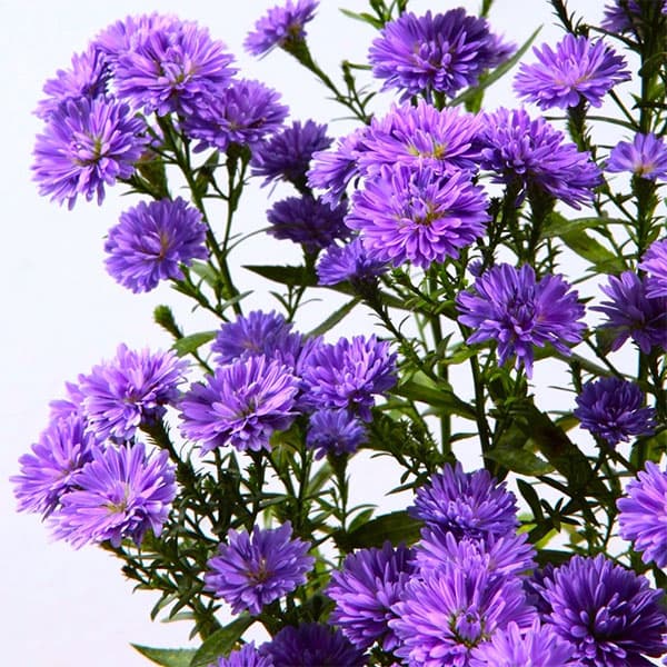クジャクアスター（八重咲）：瑠璃紫3号ポット 6株セット