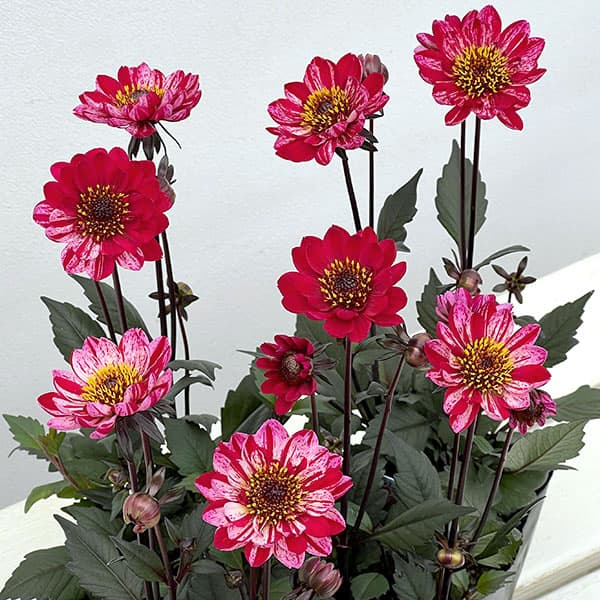 プチダリア（銅葉系）：フレディーストロベリー3-3.5号ポット