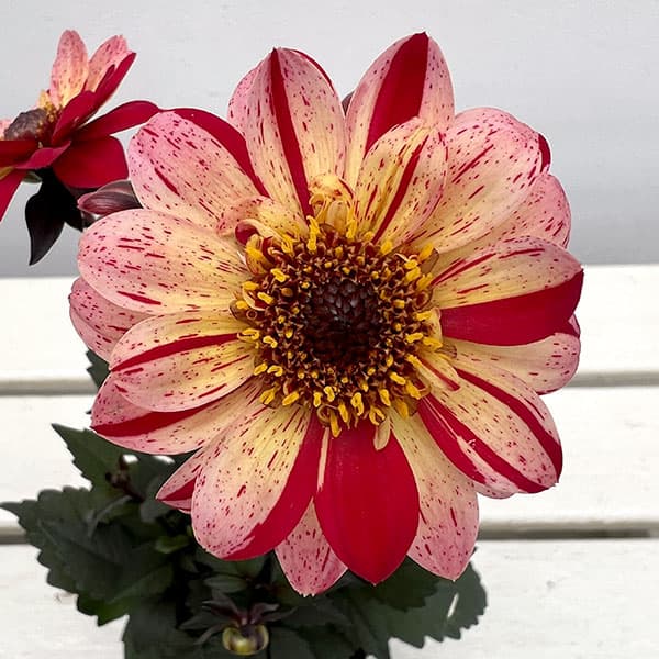 プチダリア（銅葉系）：フレディー3-3.5号ポット