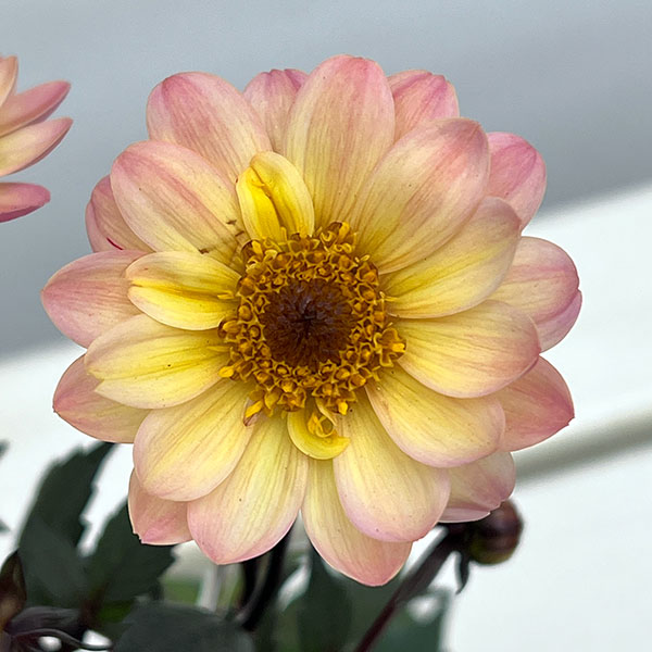 プチダリア（銅葉系）：ピーチラバーズ3-3.5号ポット