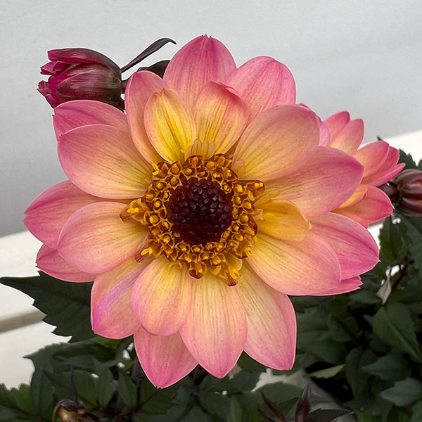 プチダリア（銅葉系）：ピンクバード3-3.5号ポット