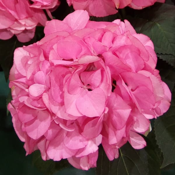 アジサイ：ニューアップル姫5号ポット