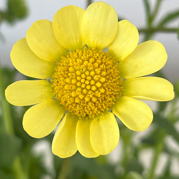 クリサンセマム：ムルチコーレ　アップライトクリーム3.5号ポット