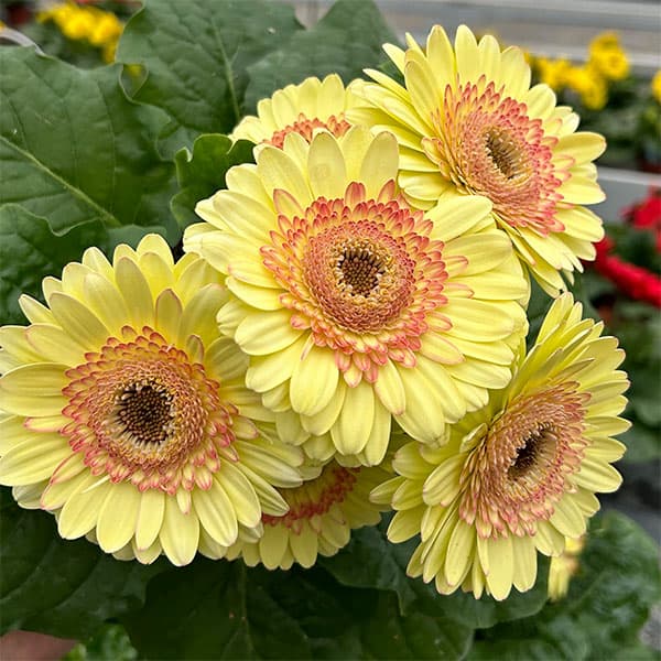 [26年4月下旬予約]ガーベラ：ジョイベラ　サンライズ4号ポット