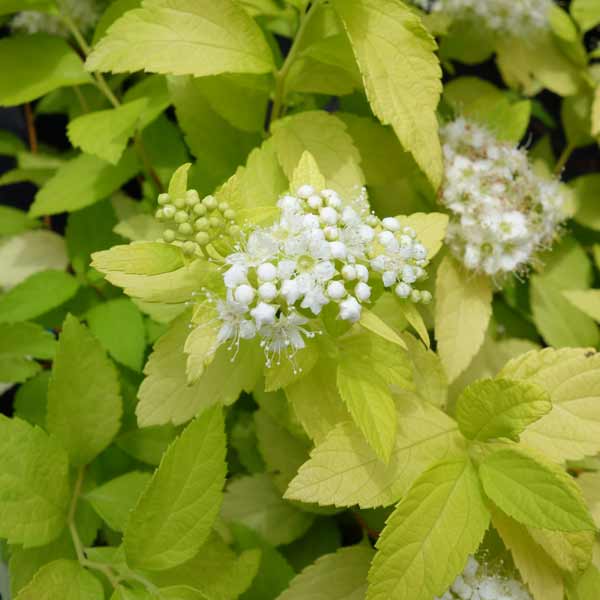 シモツケ：ホワイトゴールド3.5号ポット