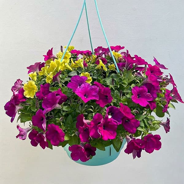 ペチュニア：カラフル3品種植え／フルーツピザ8号スリット吊鉢植え