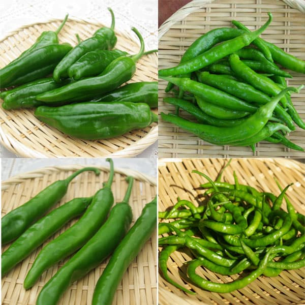 [送料無料]食べるとうがらしおまかせ品種ミックス3号ポット28株セット