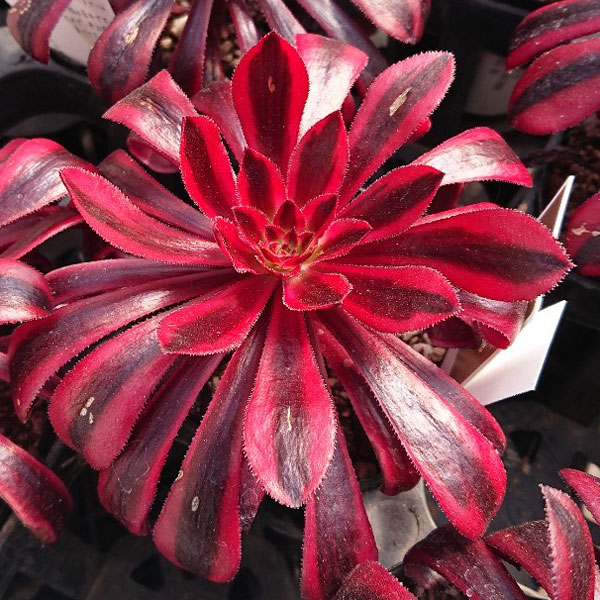 アエオニウム：黒法師錦（クロホウシニシキ）3.5号ポット**