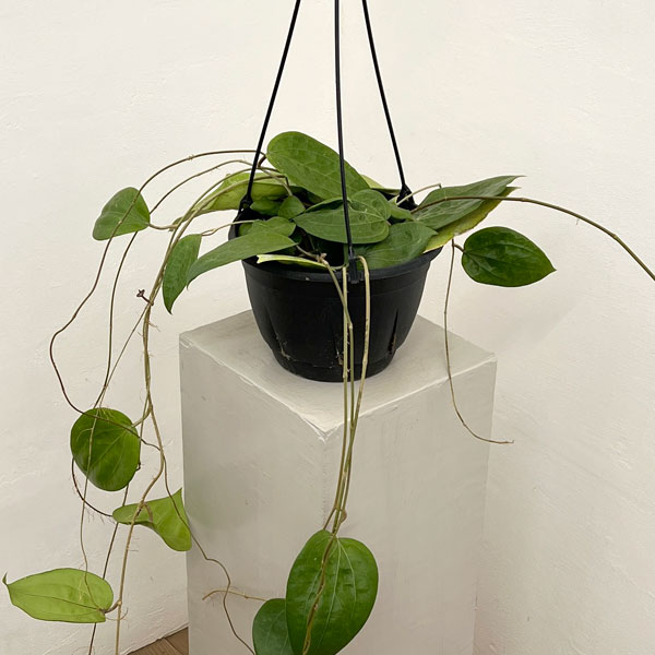 ホヤ：グラブラ　7号吊り鉢