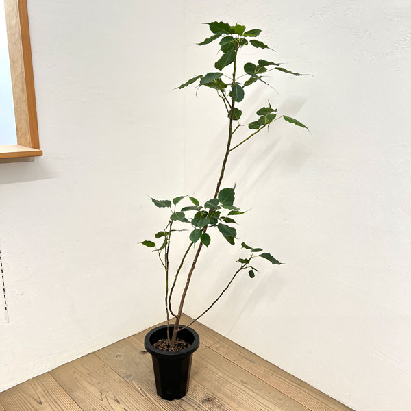 フィカス：レリジオーサ（スリーマハーボダイジュ）8号鉢植え
