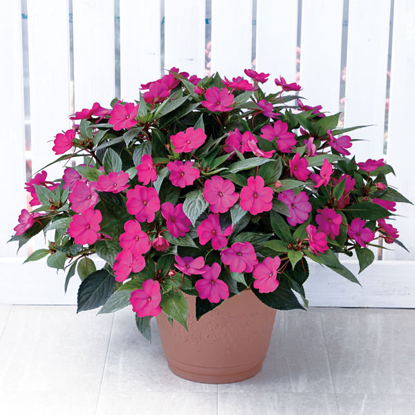 [26年5月中下旬予約]サンパチェンス(R)：パープル(ver.2)3.5号ポット苗*