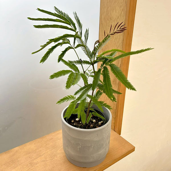 エバーフレッシュ　4号鉢植え　鉢カバー付き(SKステップH15：アッシュグレイ)