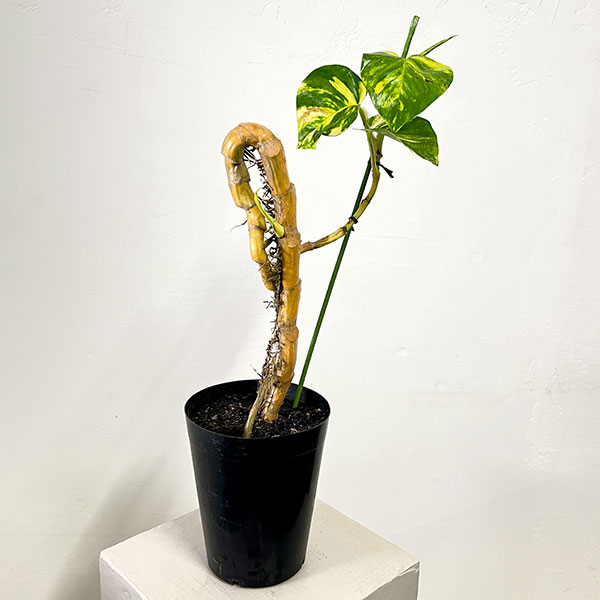 ポトス：朴仕立て　5号鉢植え
