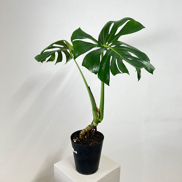モンステラ：アダンソニー（根上がり）　6号鉢植え