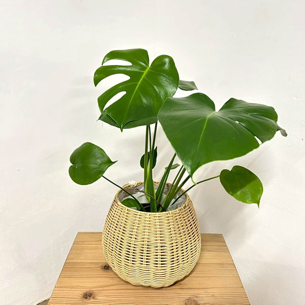 モンステラ：デリシオサ　5号鉢植え　ラタン風鉢カバー・受け皿付き(ジェミニバスケット：ナチュラルM)